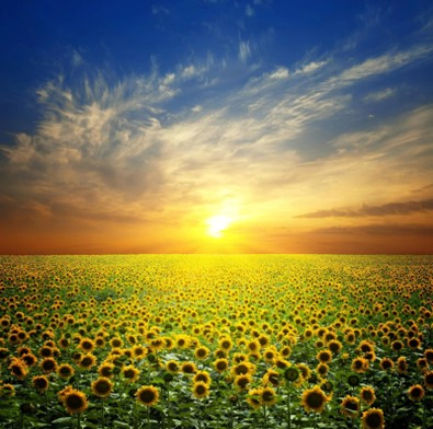 Колектив Авто Трейд Компані вітає вас із Днем Незалежності України, та дякує за співпрацю.